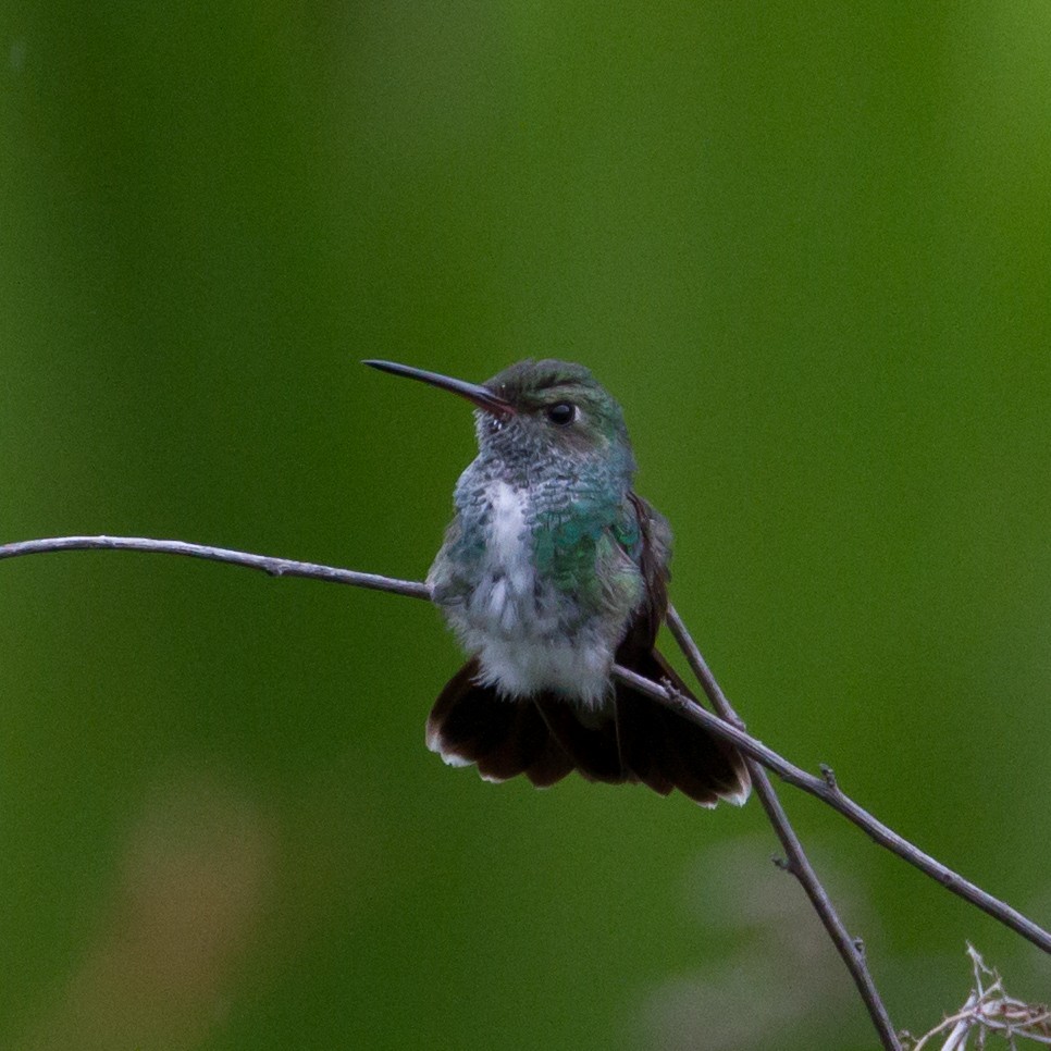 kolibřík zrcadlový - ML48549391