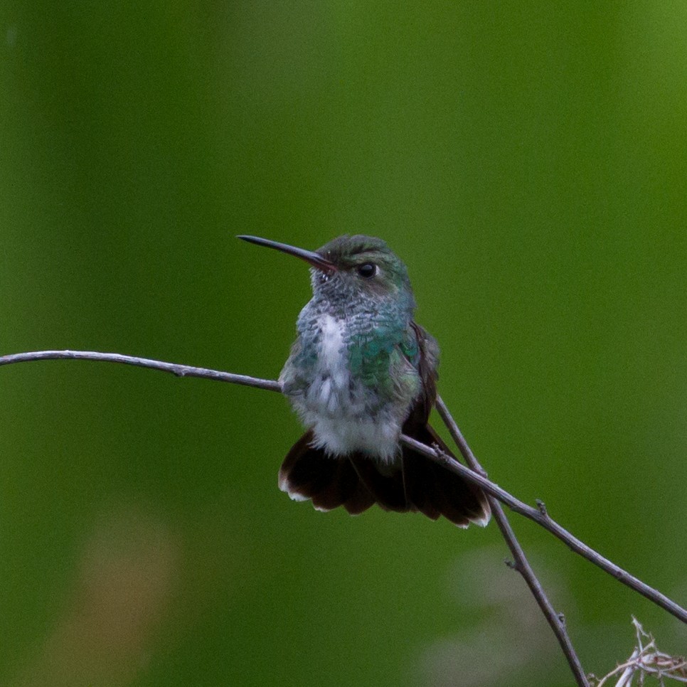 Glittering-throated Emerald - ML48549391