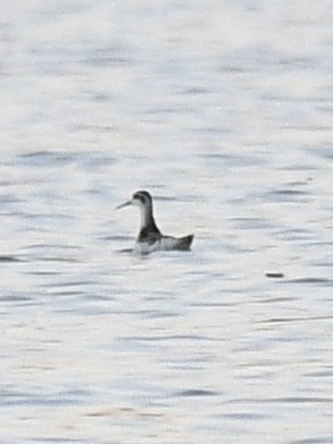 Phalarope à bec étroit - ML485494311