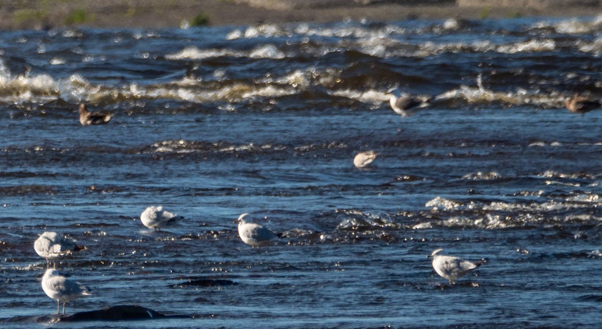 Lesser Black-backed Gull - ML485496411