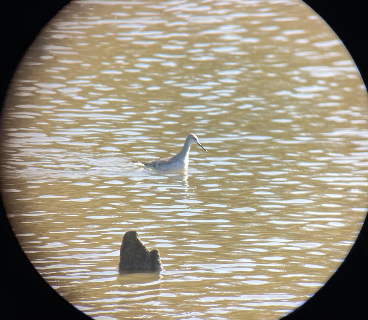 Wilson's Phalarope - ML485496921