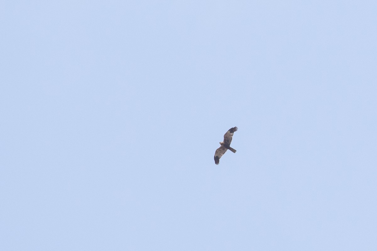 Western Marsh Harrier - Dorna Mojab