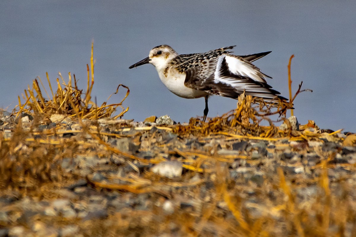 Bécasseau sanderling - ML485500931