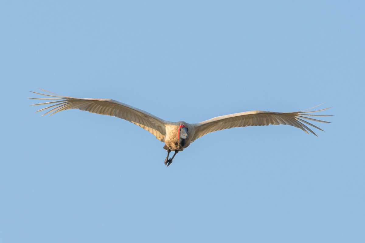 Jabiru - Carlos Rossello