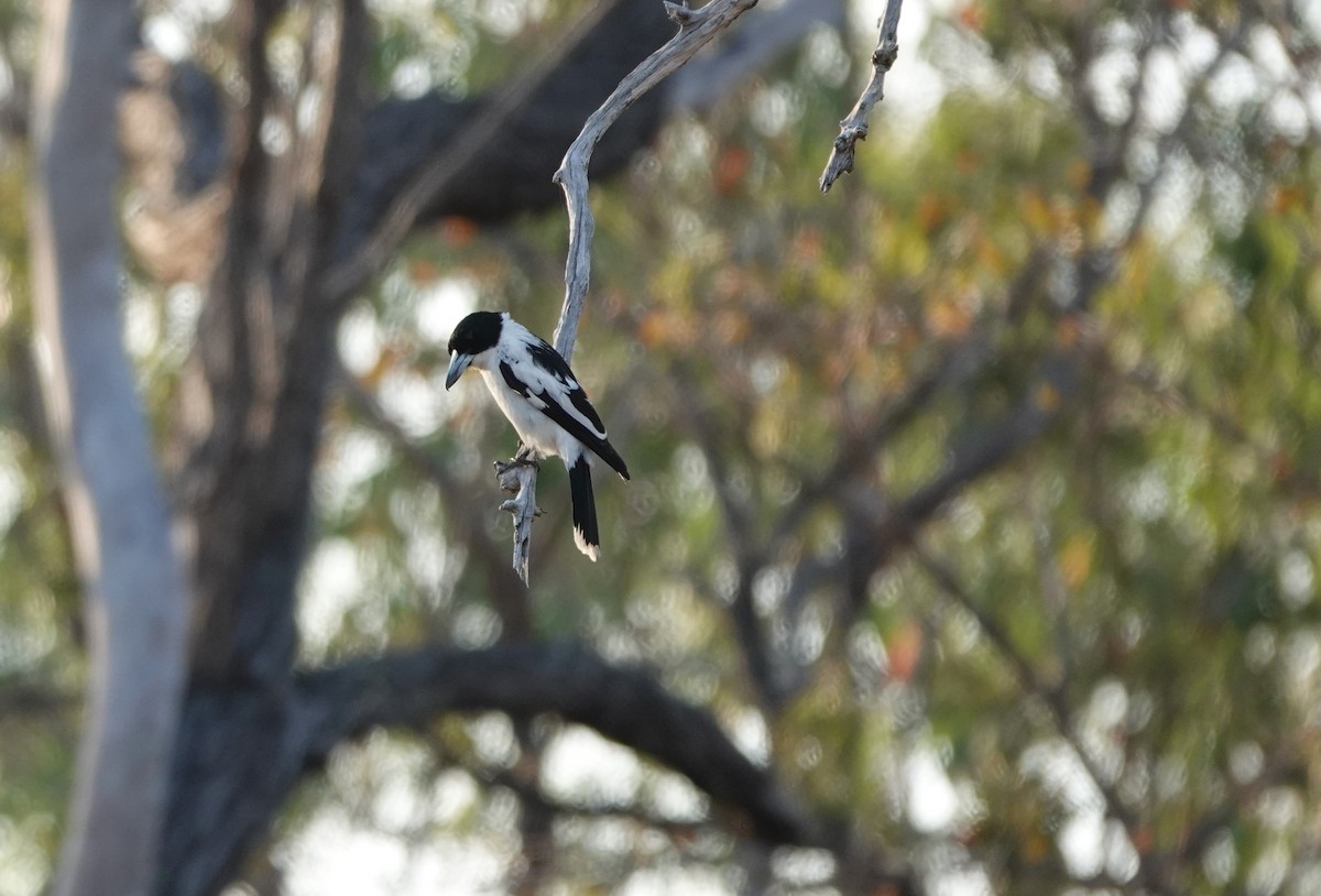 Black-backed Butcherbird - Max Breckenridge