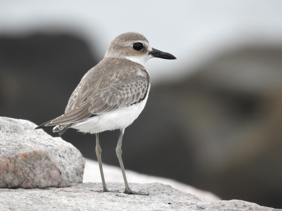 Greater Sand-Plover - Nishad Eshaal