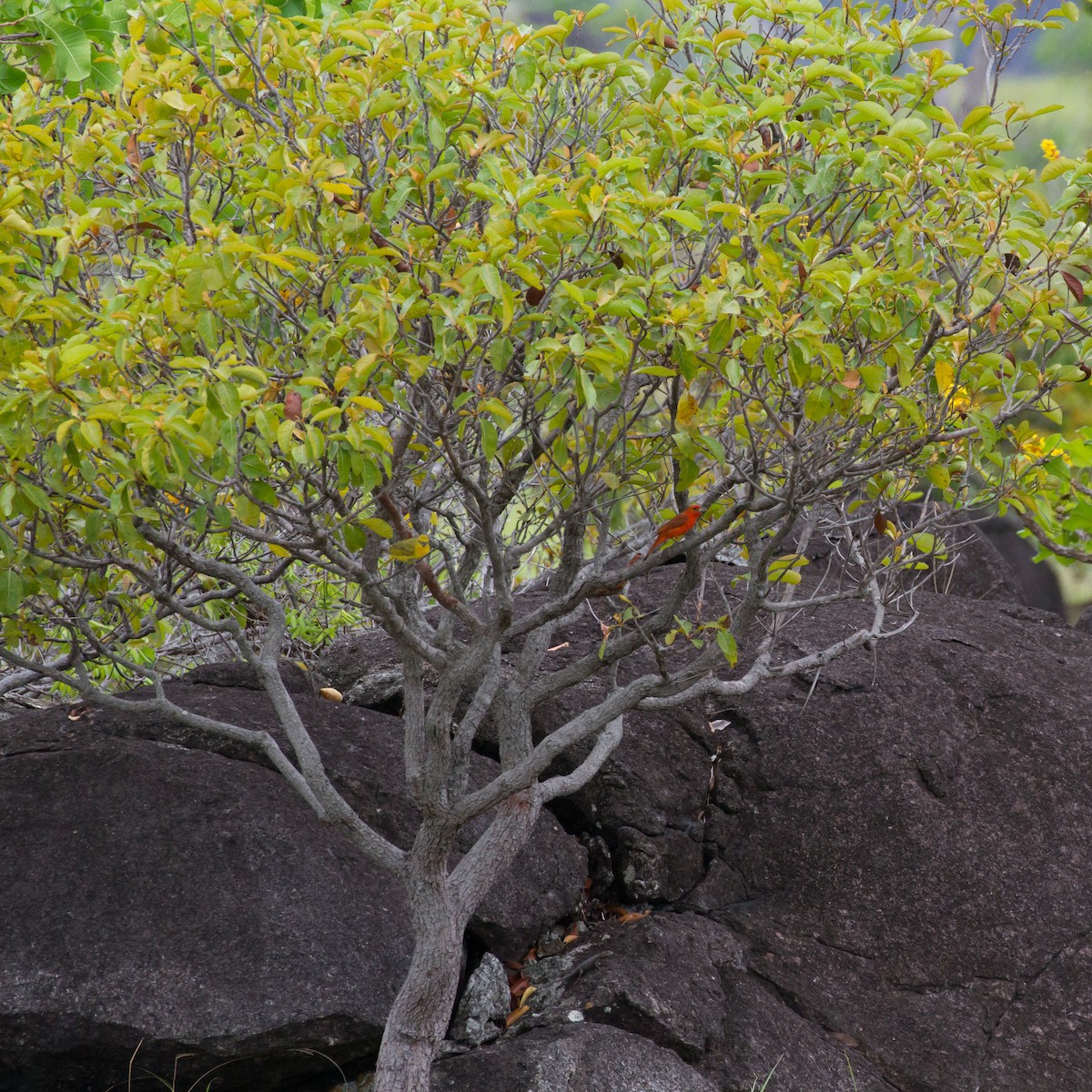 Hepatic Tanager - Cullen Hanks