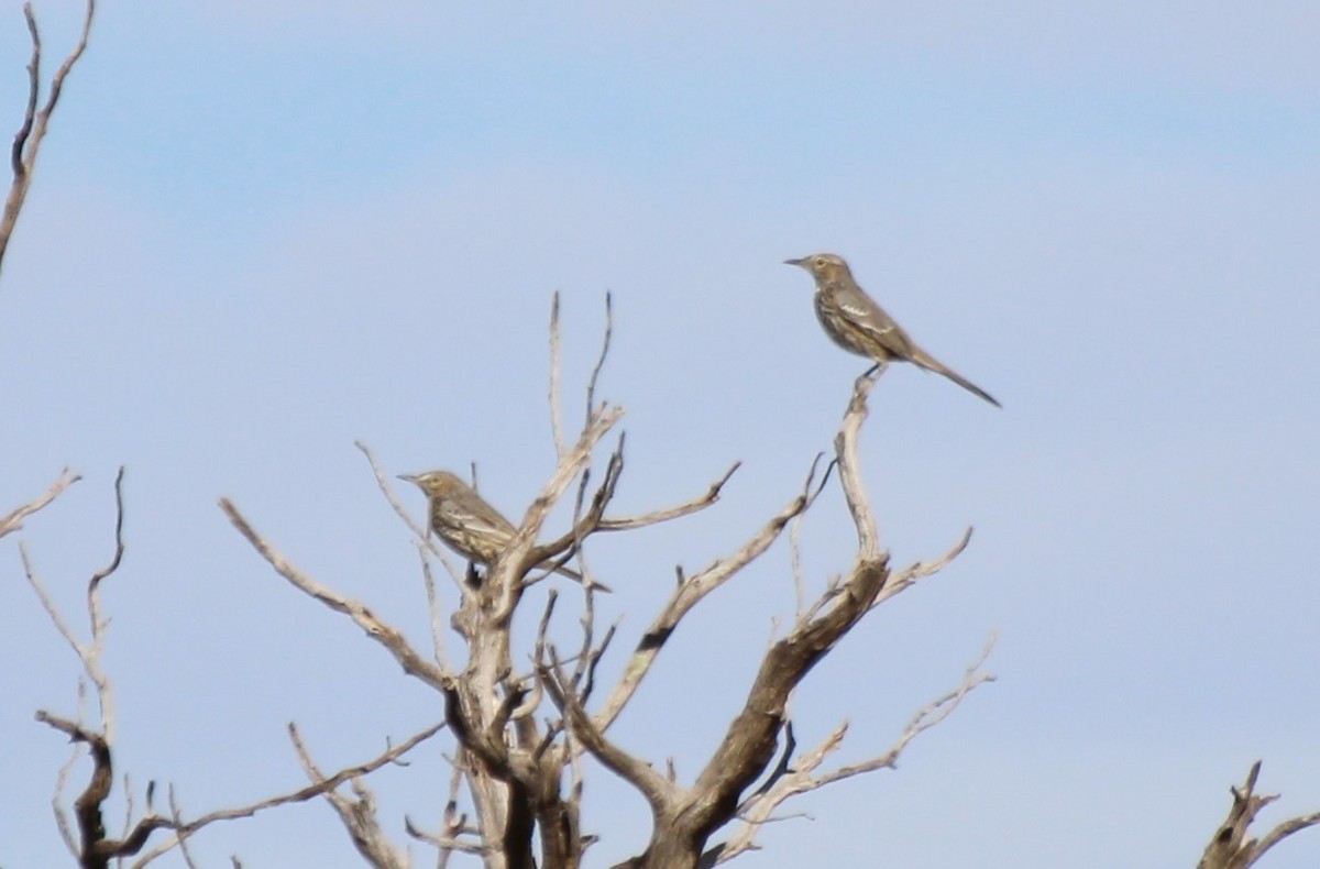 Sage Thrasher - ML485503861