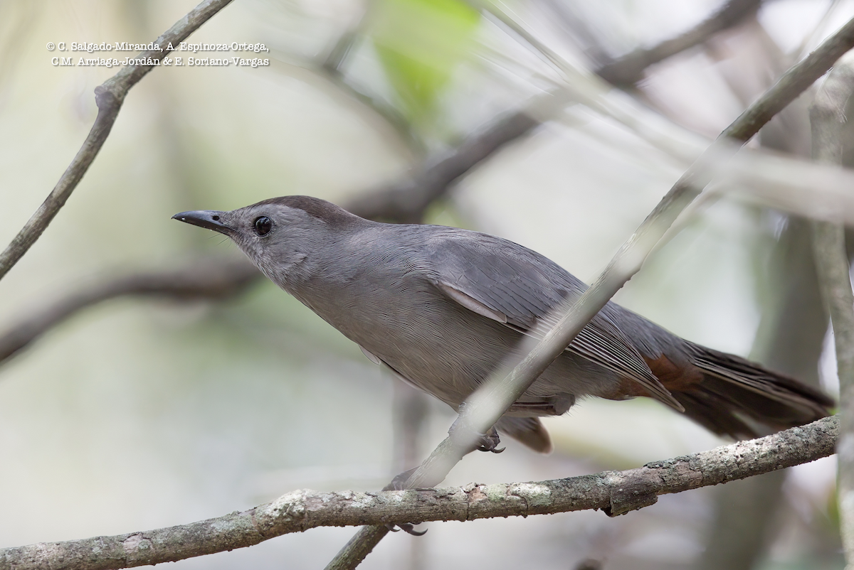 Gray Catbird - ML485503891