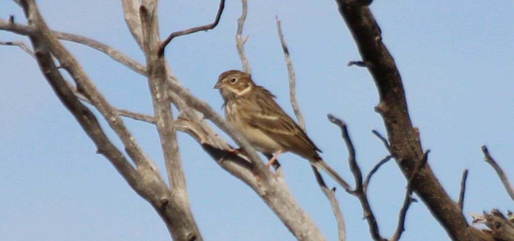 Vesper Sparrow - Adair Bock