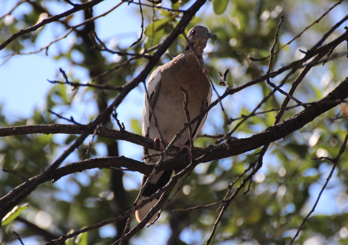 White-winged Dove - ML485504751