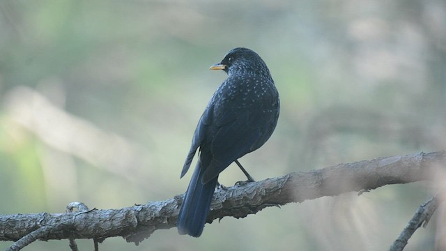 Blue Whistling-Thrush - ML485506161