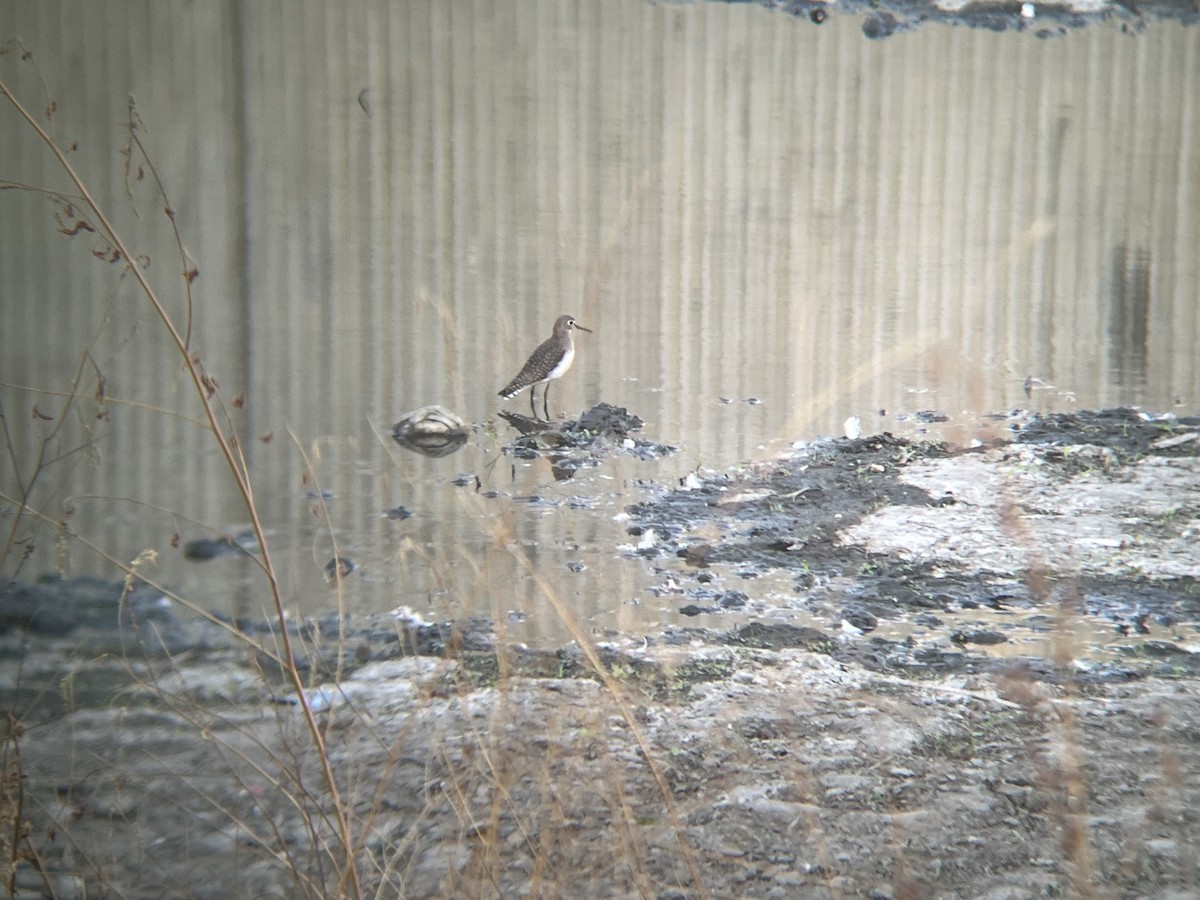 Solitary Sandpiper - ML485506371