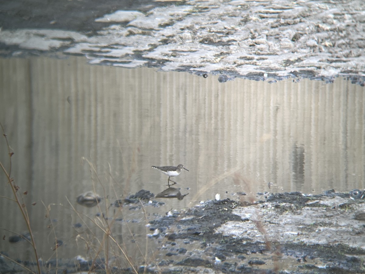 Solitary Sandpiper - ML485506411