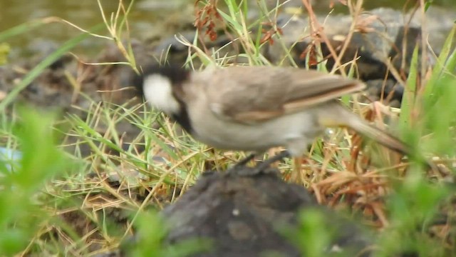 White-eared Bulbul - ML485506911