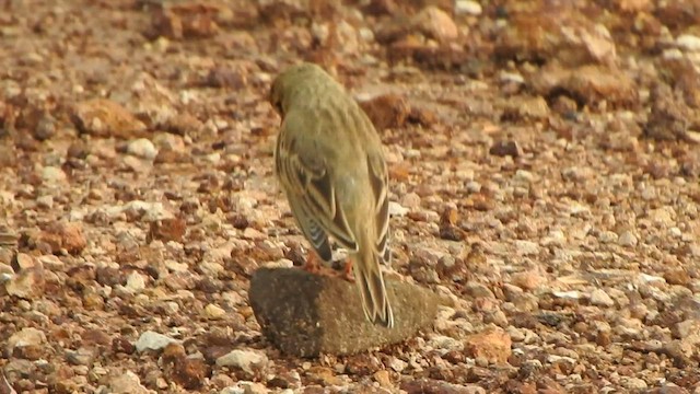 Tawny Pipit - ML485507271