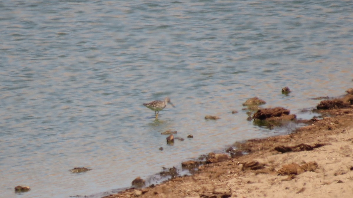 Greater Yellowlegs - Petra Clayton