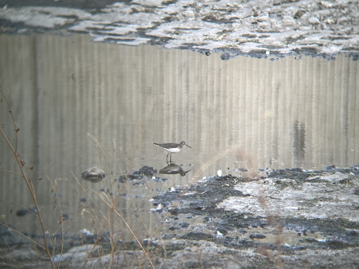 Solitary Sandpiper - ML485507571