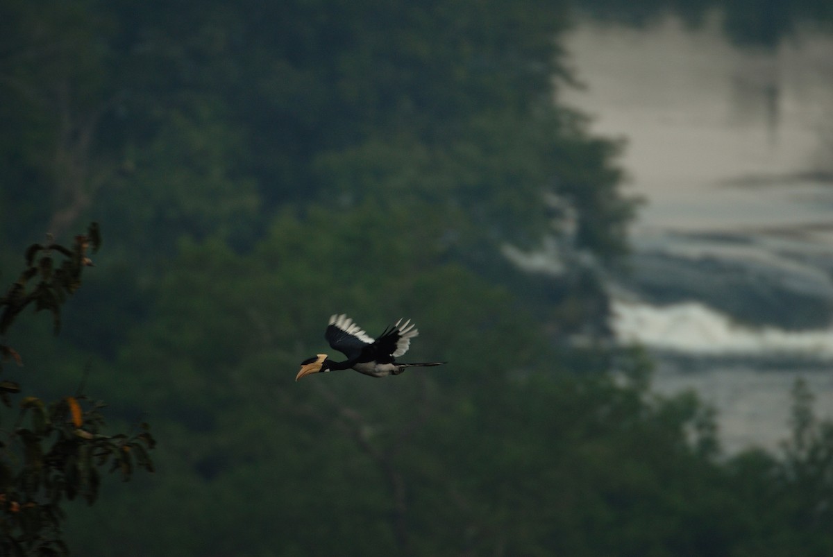 Malabar Pied-Hornbill - Kalyan Varma