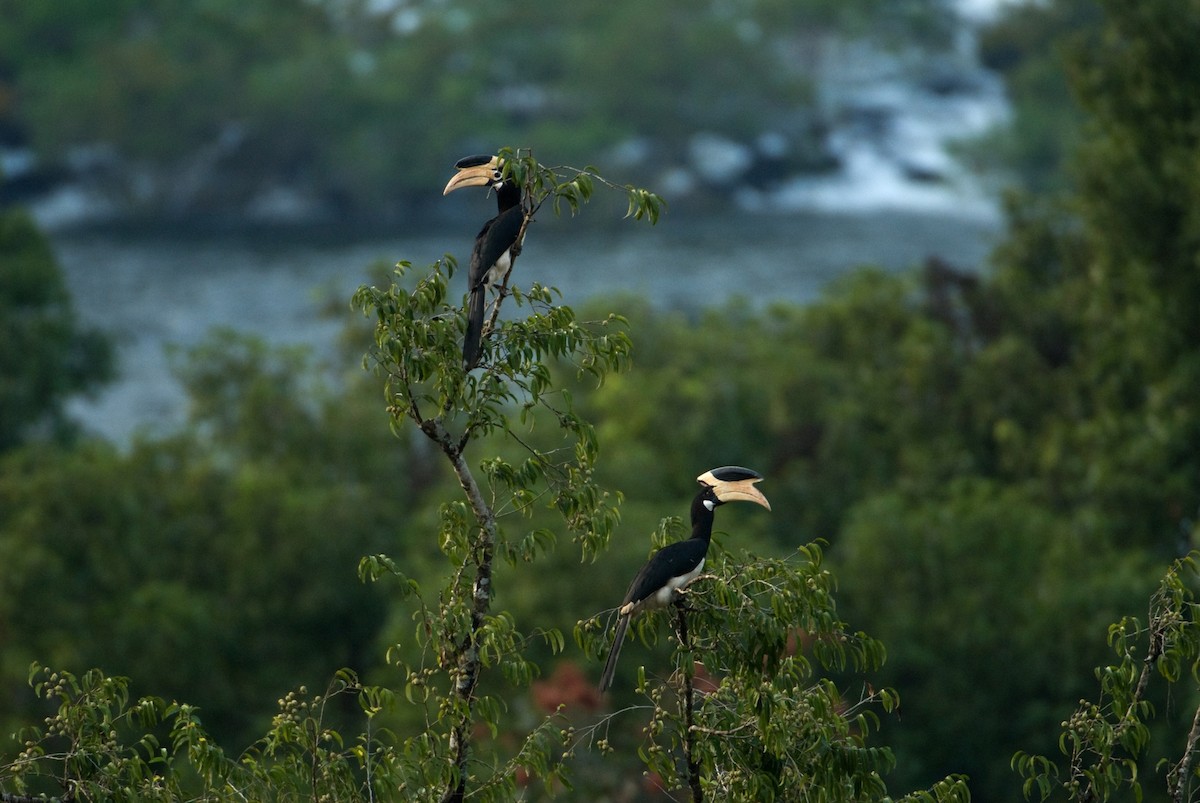 Malabar Pied-Hornbill - Kalyan Varma