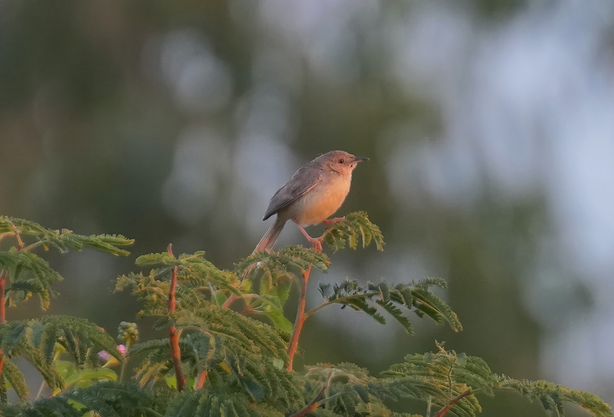 Prinia forestière - ML485508271