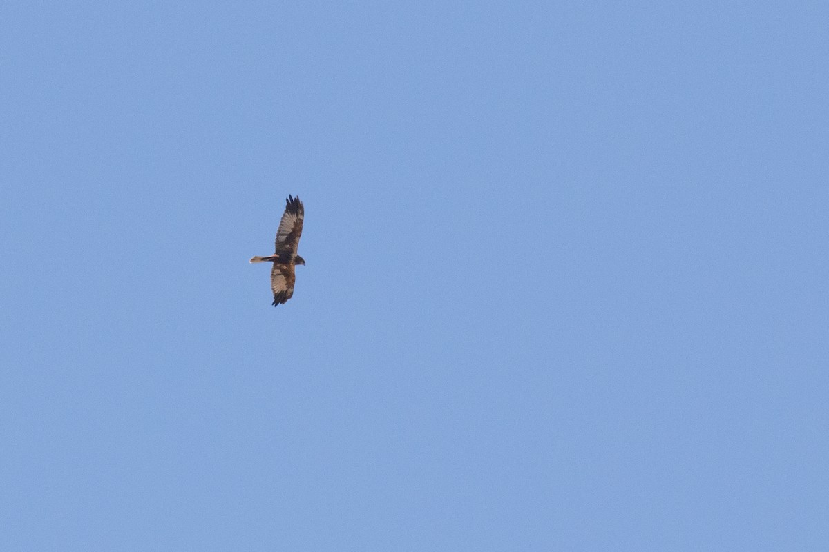 Western Marsh Harrier - ML485508571