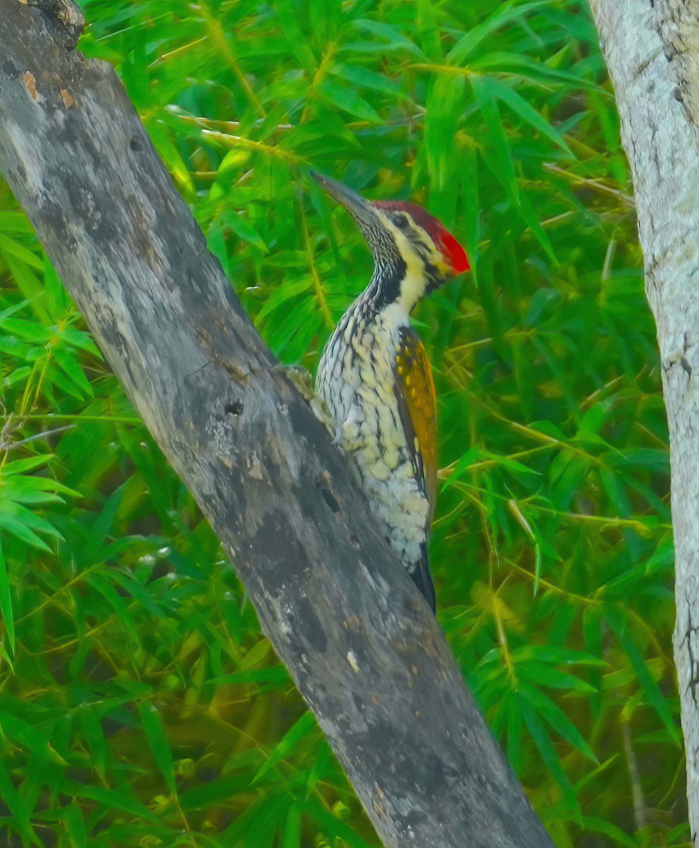 Black-rumped Flameback - ML485508641