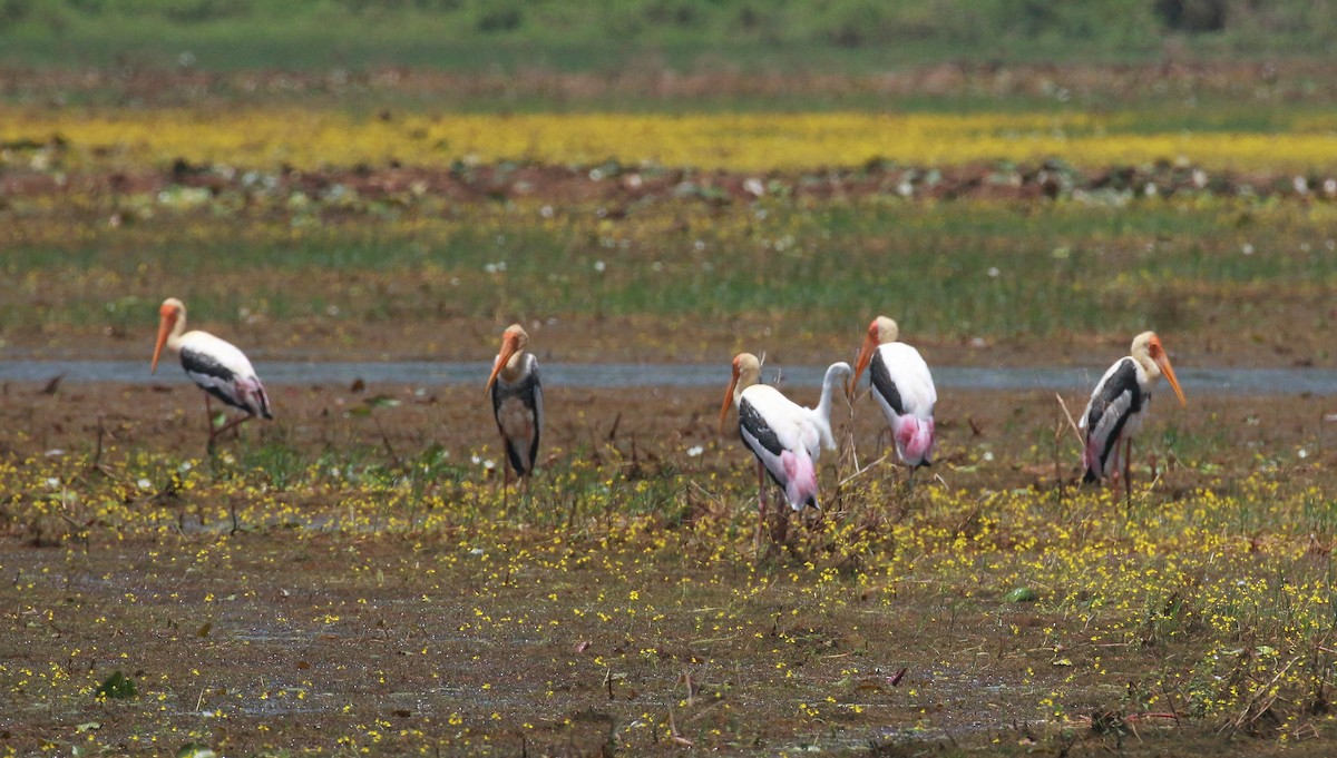 Painted Stork - ML485508661