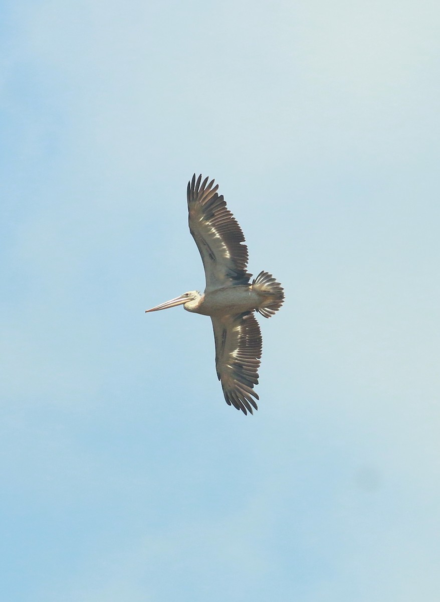 Spot-billed Pelican - ML485508691