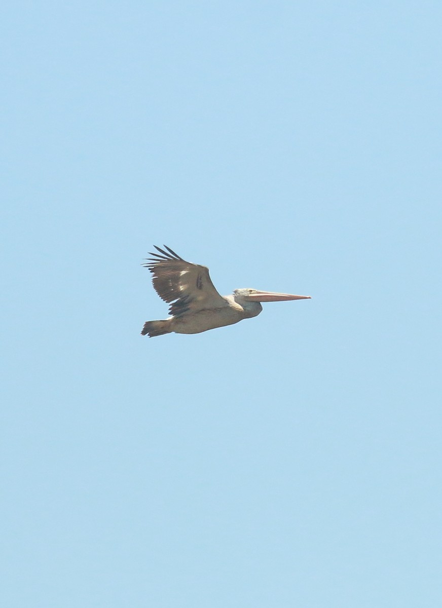 Spot-billed Pelican - ML485508701