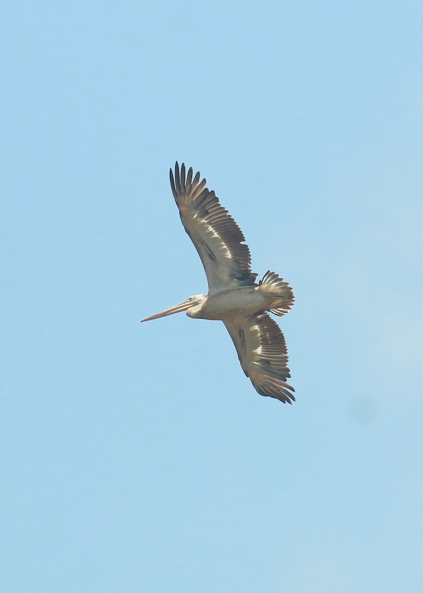 Spot-billed Pelican - ML485508711