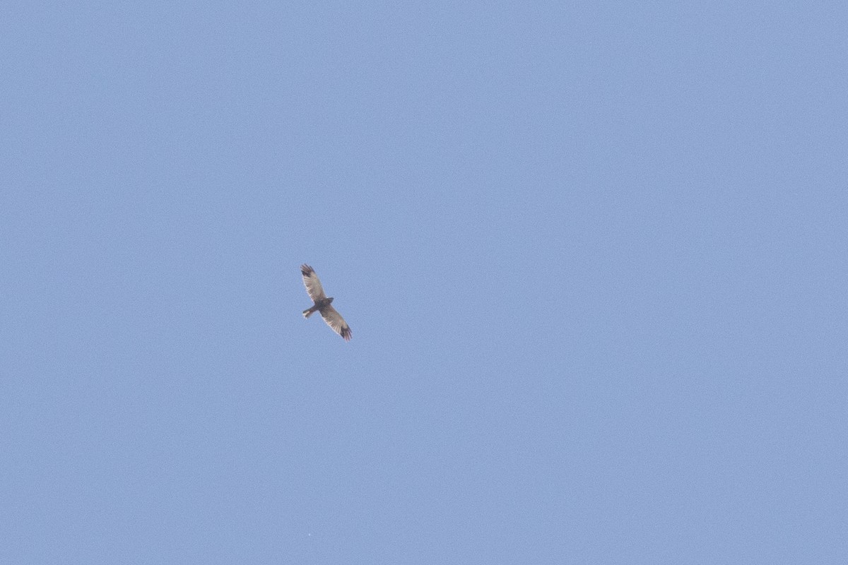 Western Marsh Harrier - ML485508731