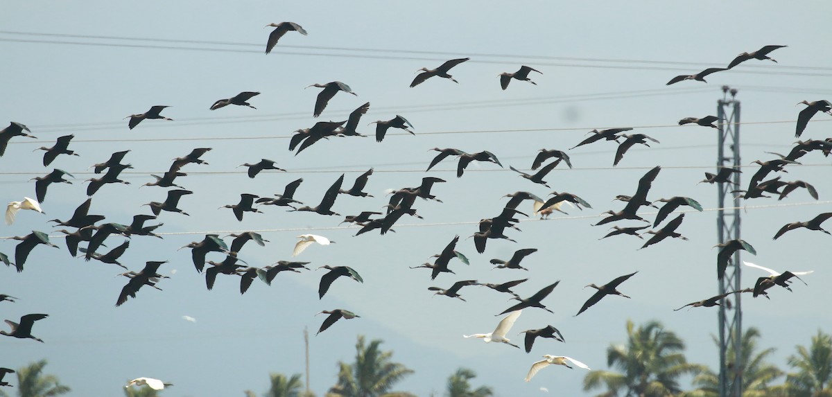 Glossy Ibis - ML485508821