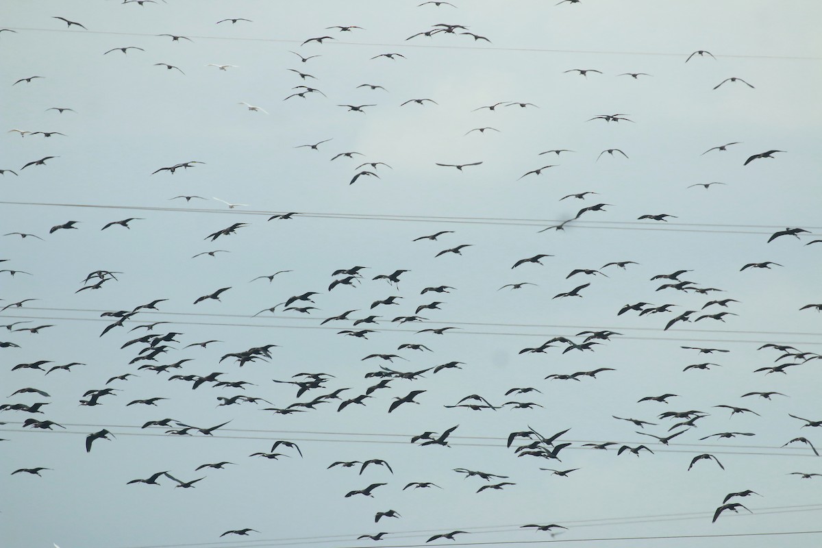 Glossy Ibis - ML485508831