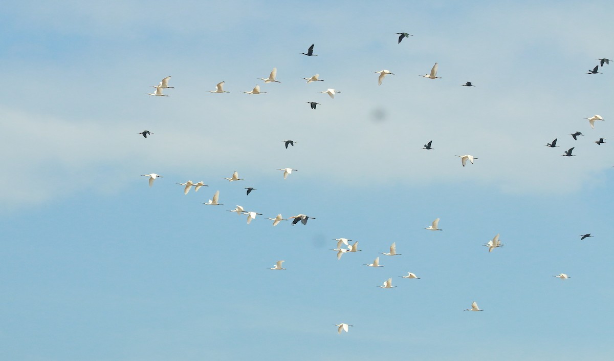 Eurasian Spoonbill - ML485508881