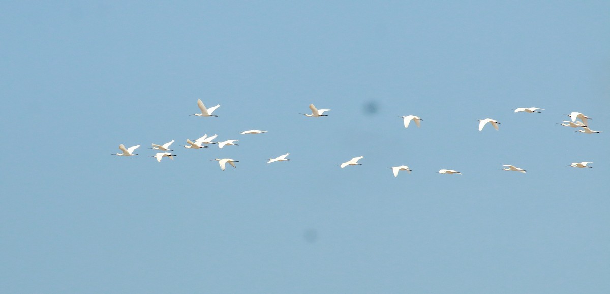 Eurasian Spoonbill - ML485508891