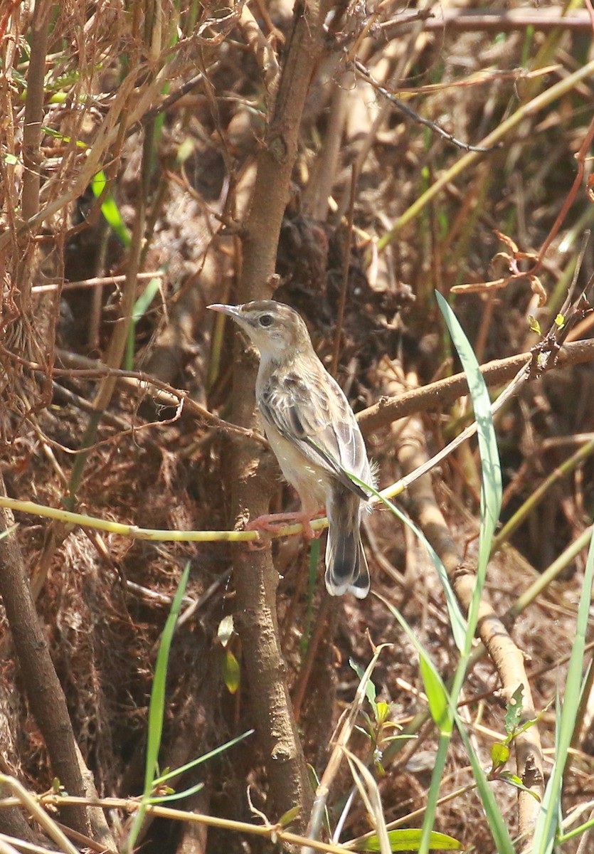 Zitting Cisticola - ML485508921