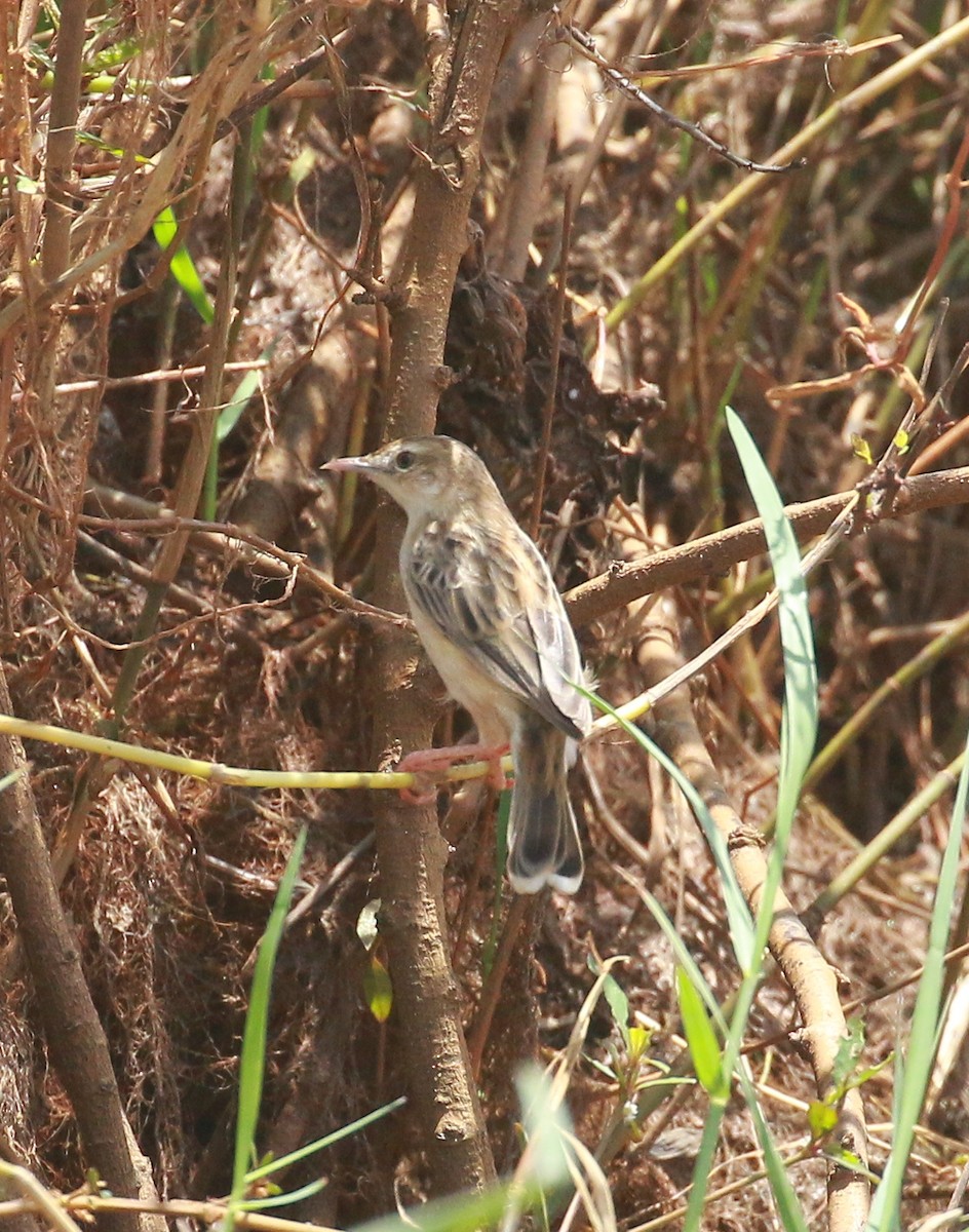 Zitting Cisticola - ML485508941