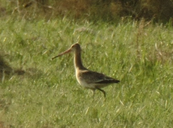 Black-tailed Godwit - ahmad mohammadi ravesh