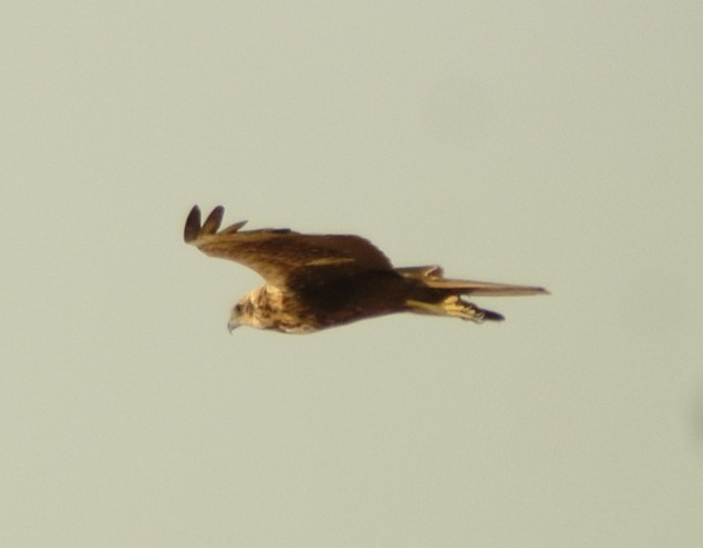 Western Marsh Harrier - ML485509661