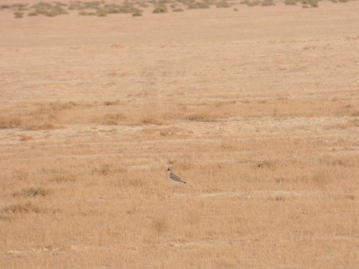 Caspian Plover - ML485510201