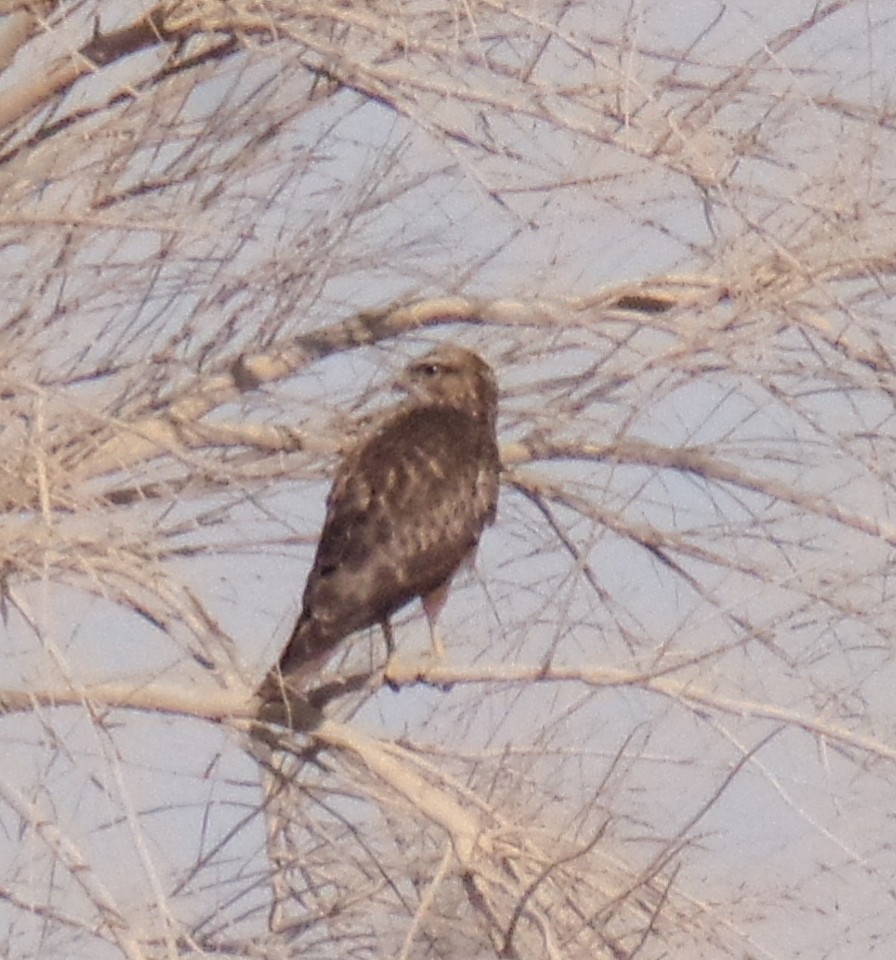 Common Buzzard (Steppe) - ahmad mohammadi ravesh