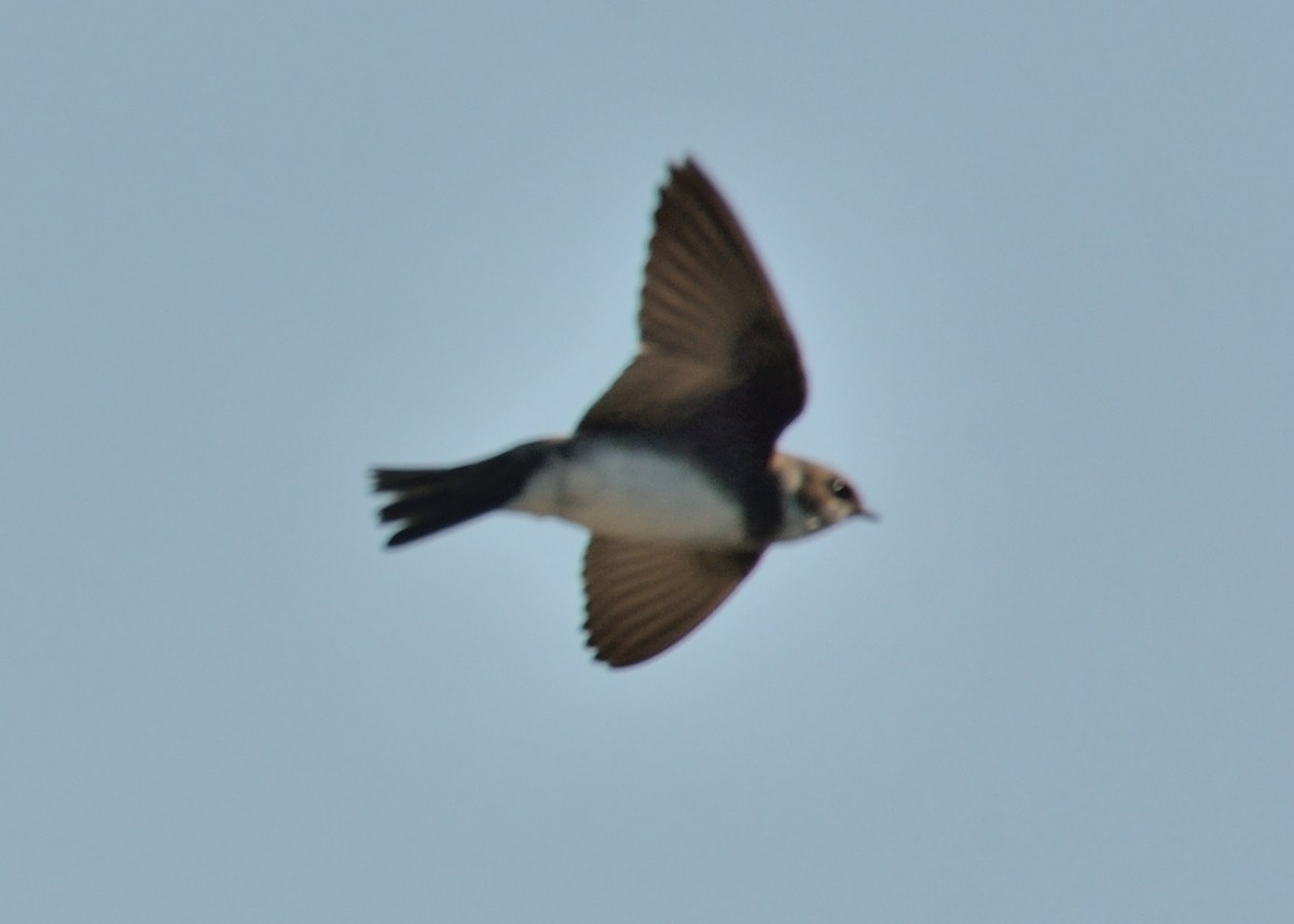 Bank Swallow - ML485511571