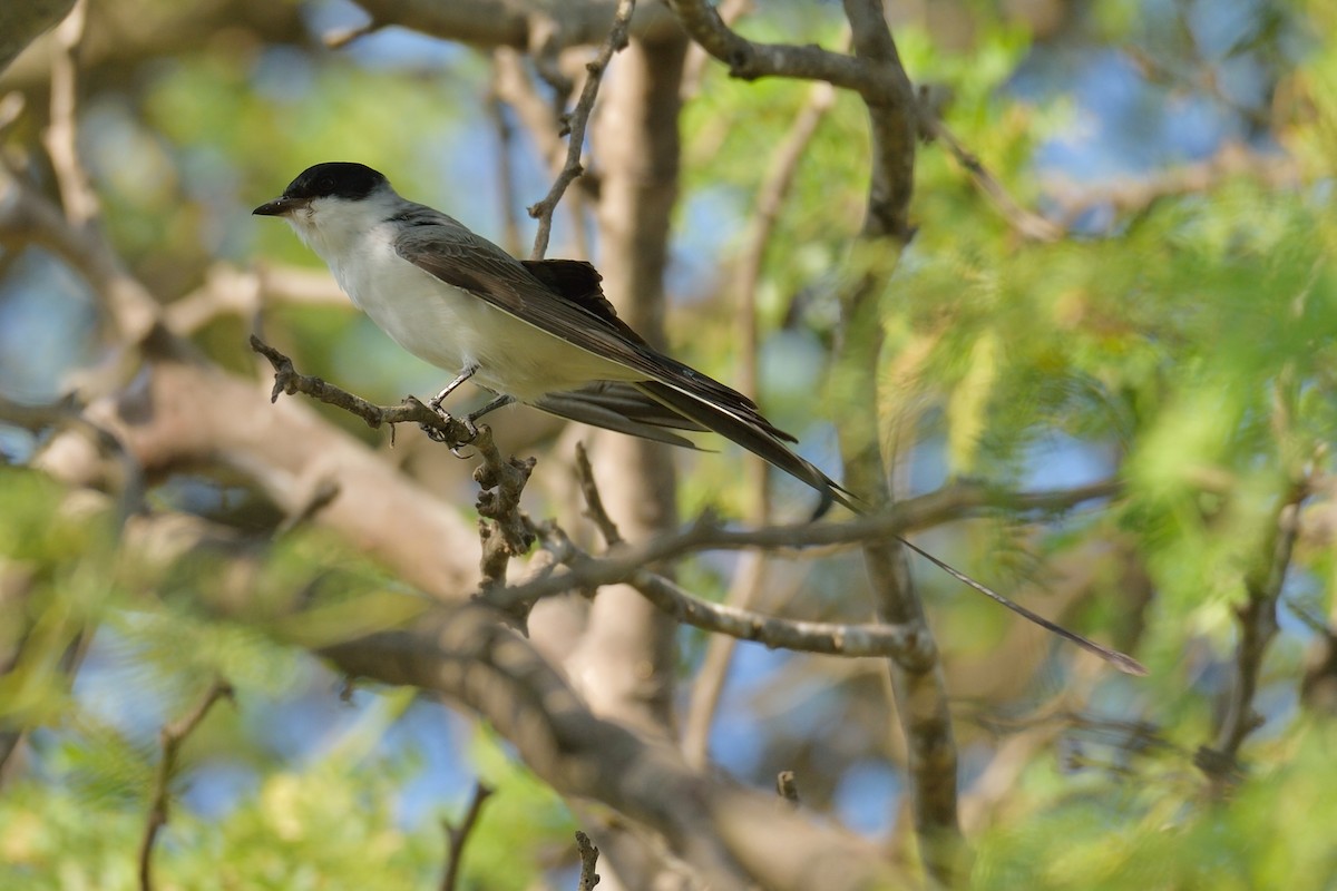 Fork-tailed Flycatcher - ML485511681