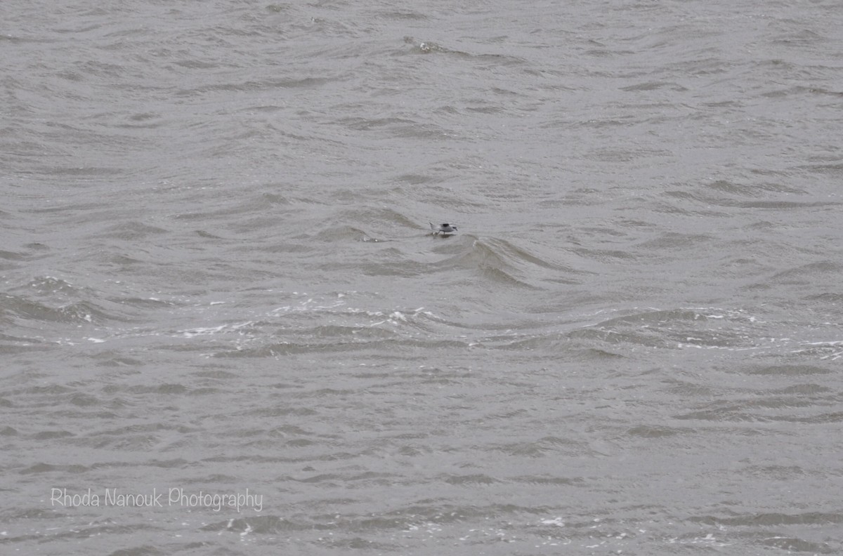 Fork-tailed Storm-Petrel - ML485512811