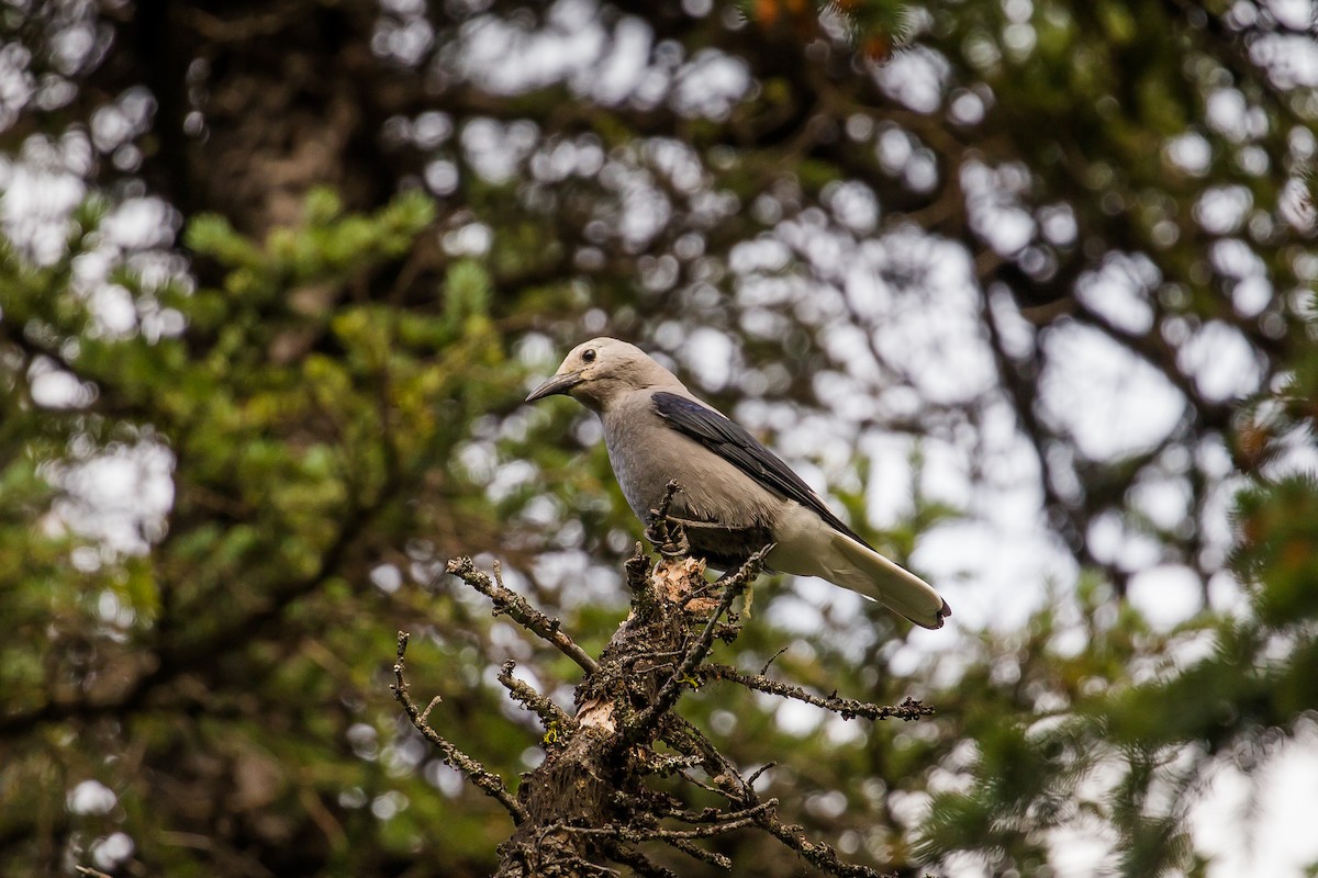 Clark's Nutcracker - ML485512921