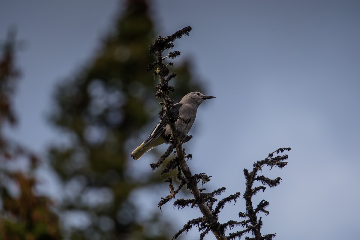 Clark's Nutcracker - ML485512931