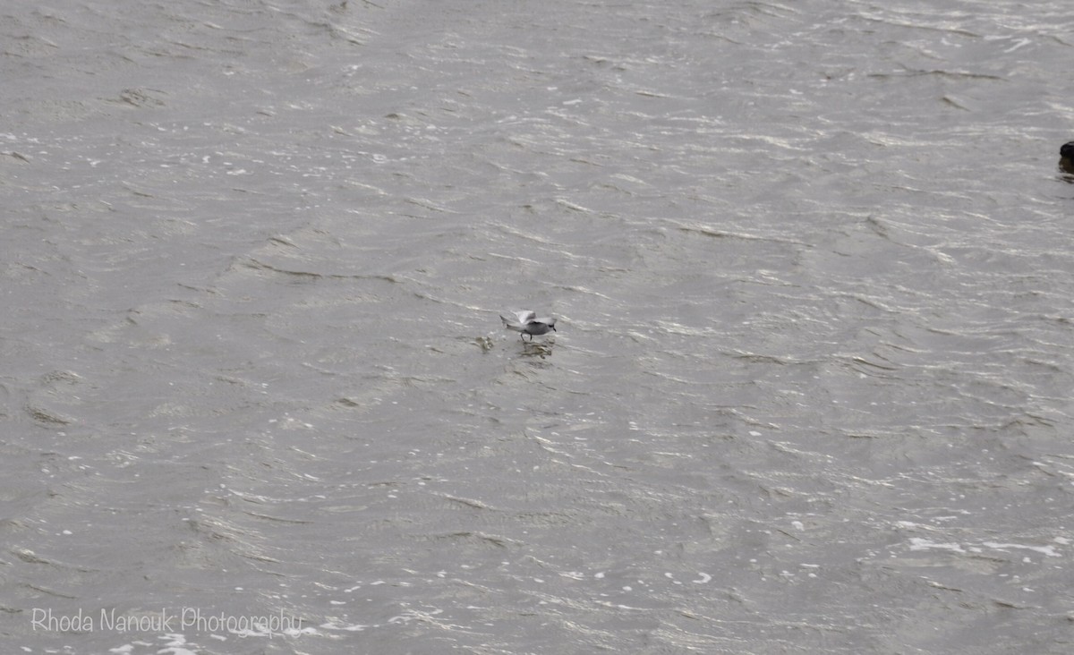 Fork-tailed Storm-Petrel - ML485513201