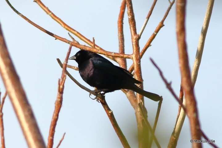 Shiny Cowbird - ML485515591