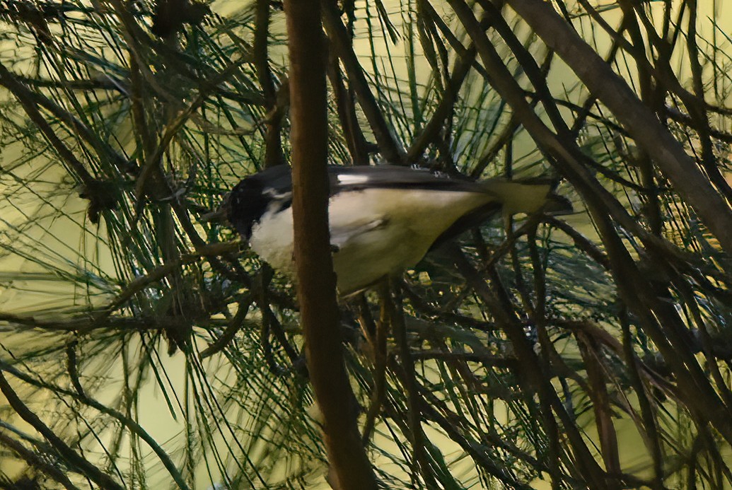 Black-throated Blue Warbler - David Roberts